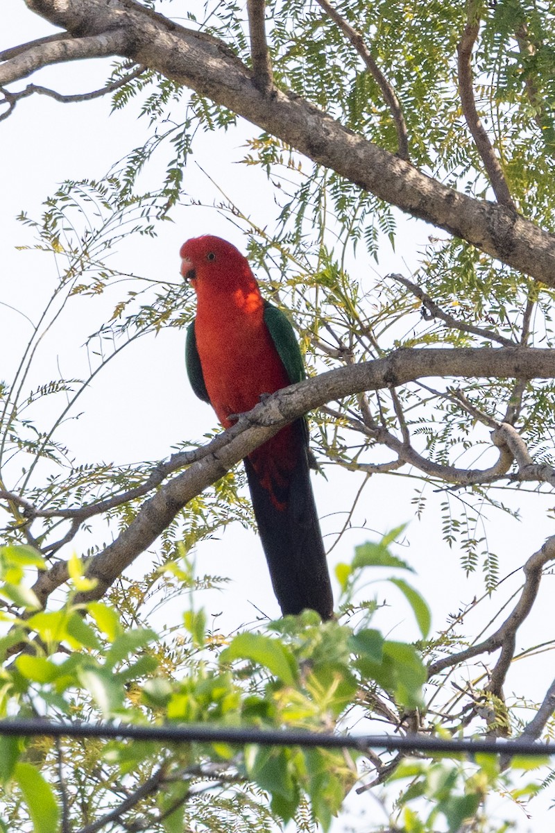 Australian King-Parrot - ML643017849