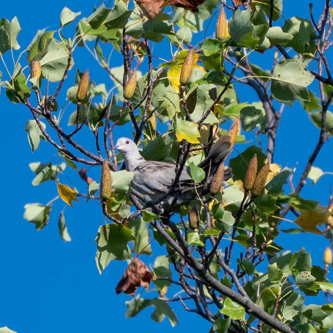 Eurasian Collared-Dove - ML643017850