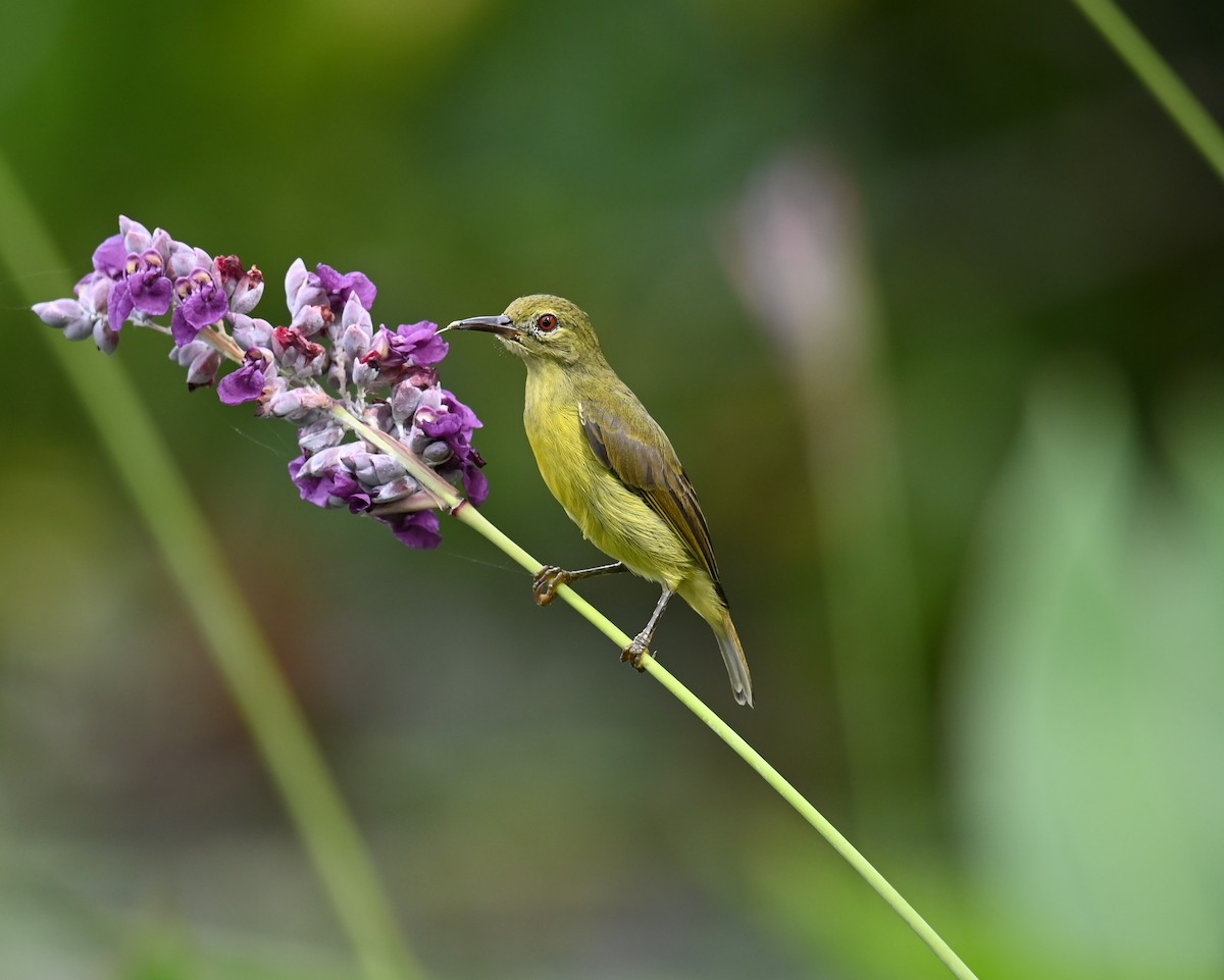 Brown-throated Sunbird - ML643017851