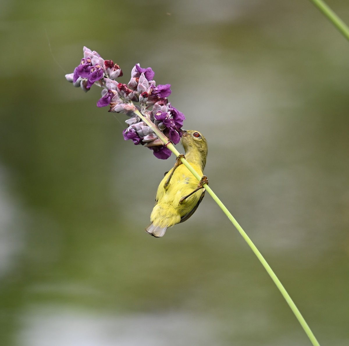 Brown-throated Sunbird - ML643017857