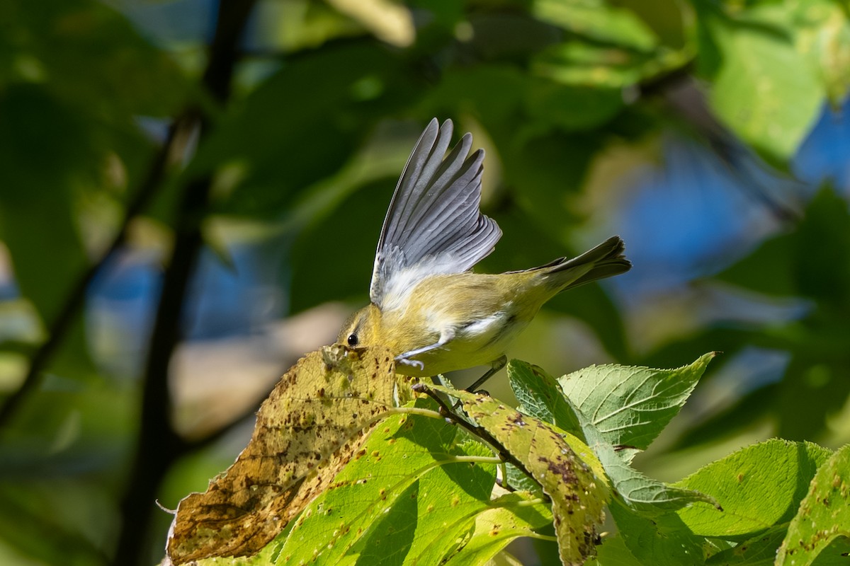 Tennessee Warbler - ML643017863