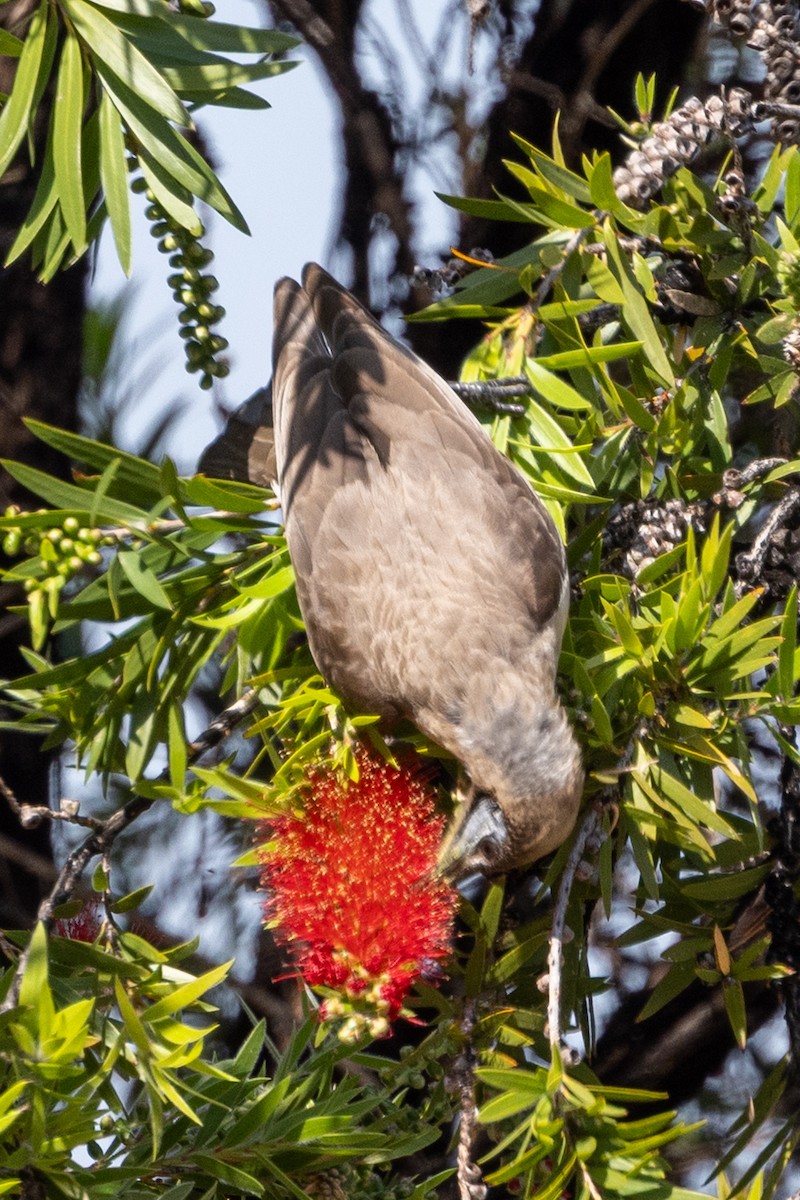 Little Friarbird - ML643017864