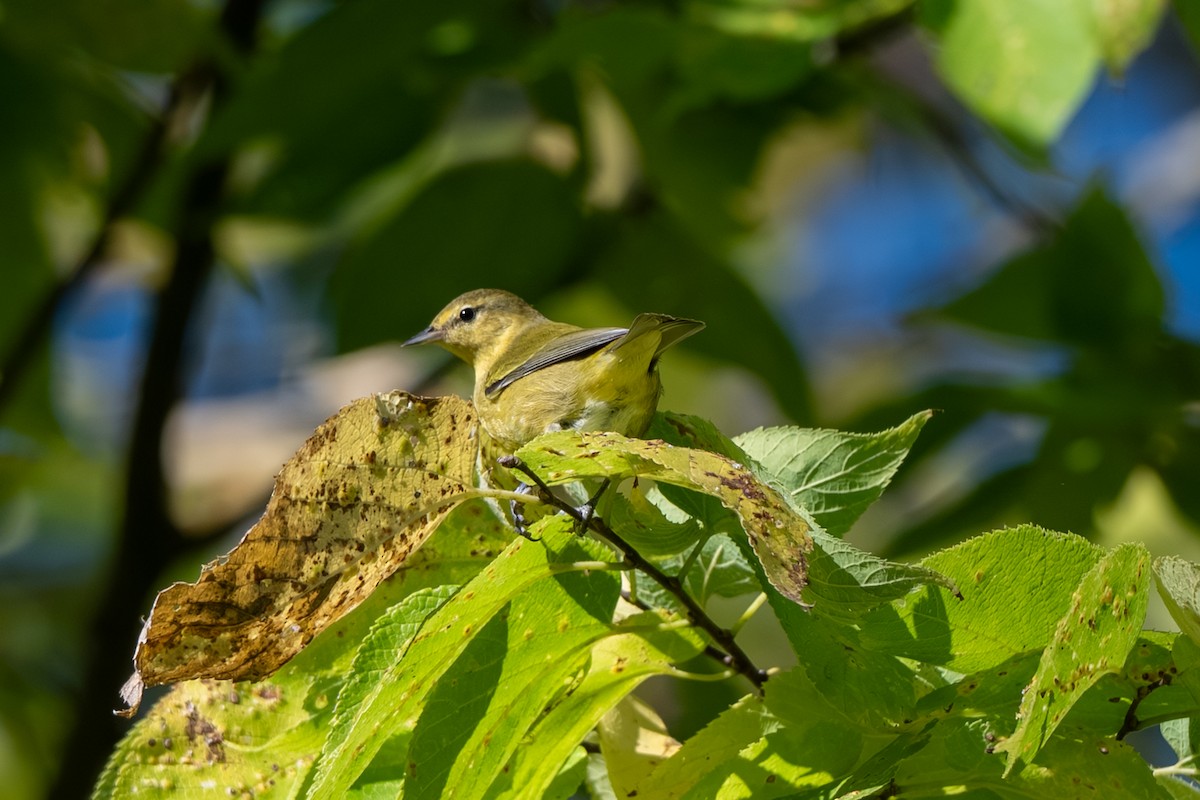 Tennessee Warbler - ML643017869