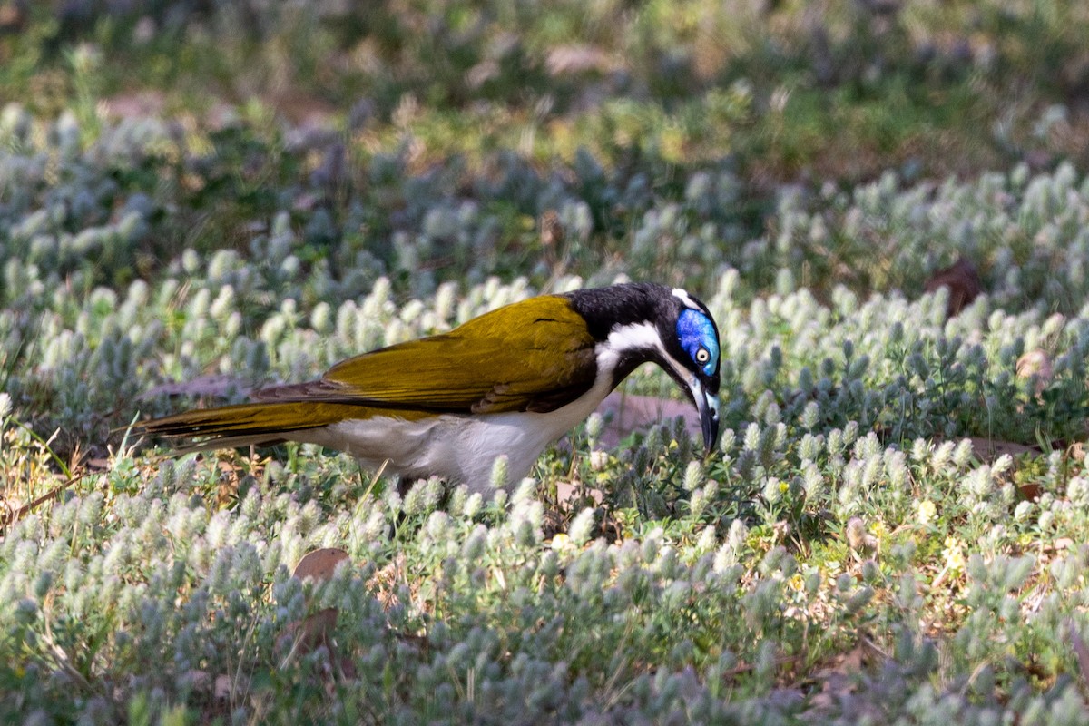 Blue-faced Honeyeater - ML643017871