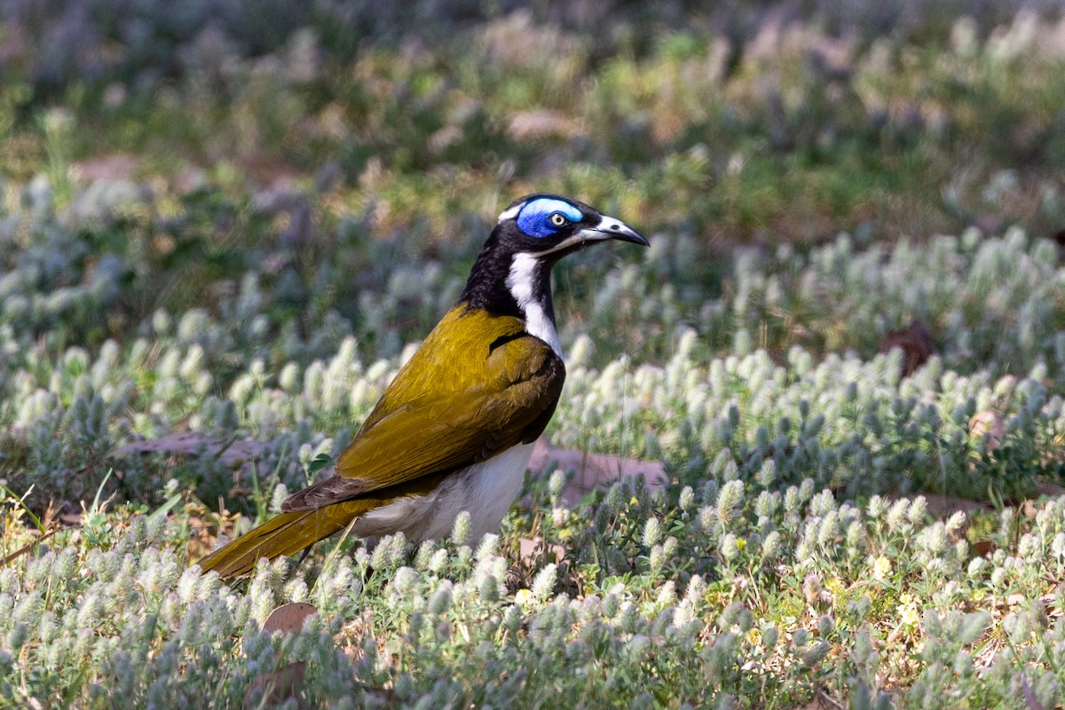 Blue-faced Honeyeater - ML643017872