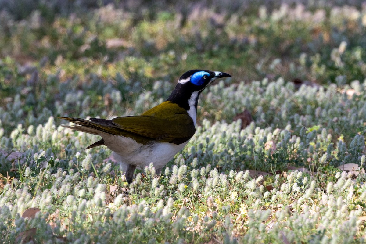 Blue-faced Honeyeater - ML643017873