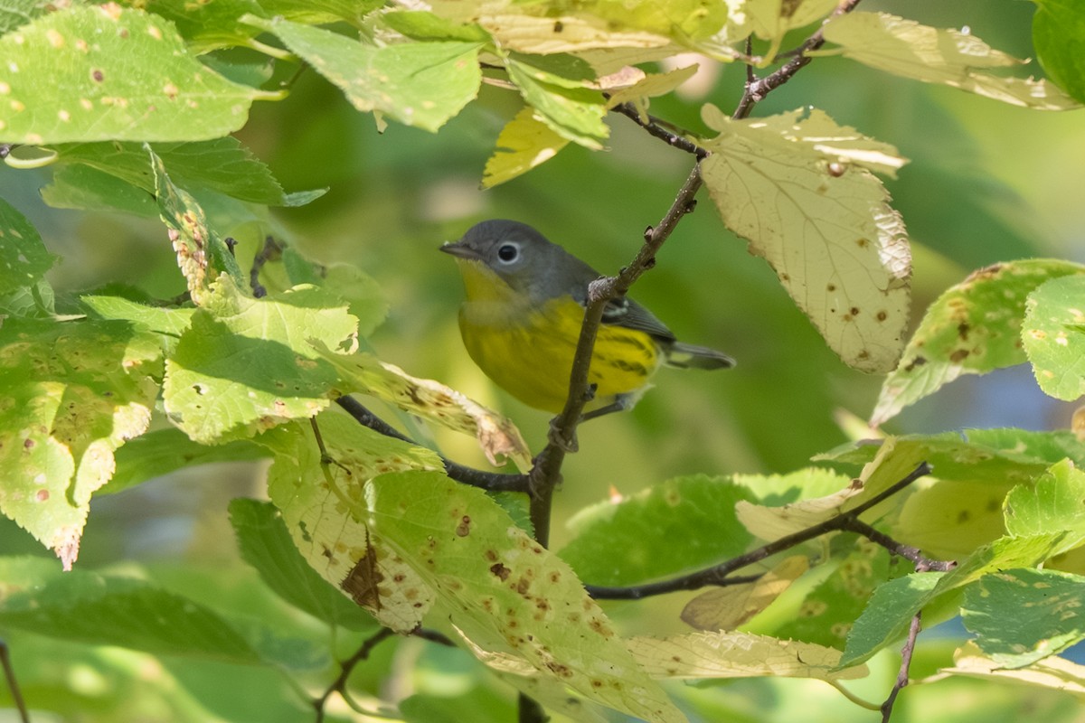 Magnolia Warbler - ML643017877