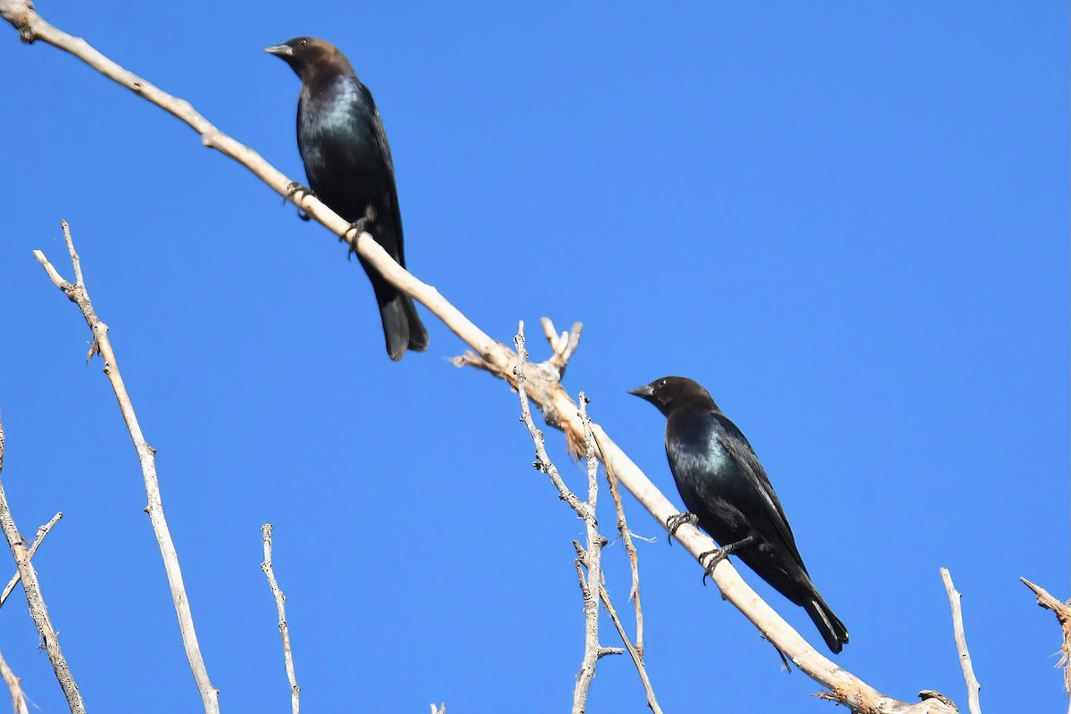 Brown-headed Cowbird - ML643017879