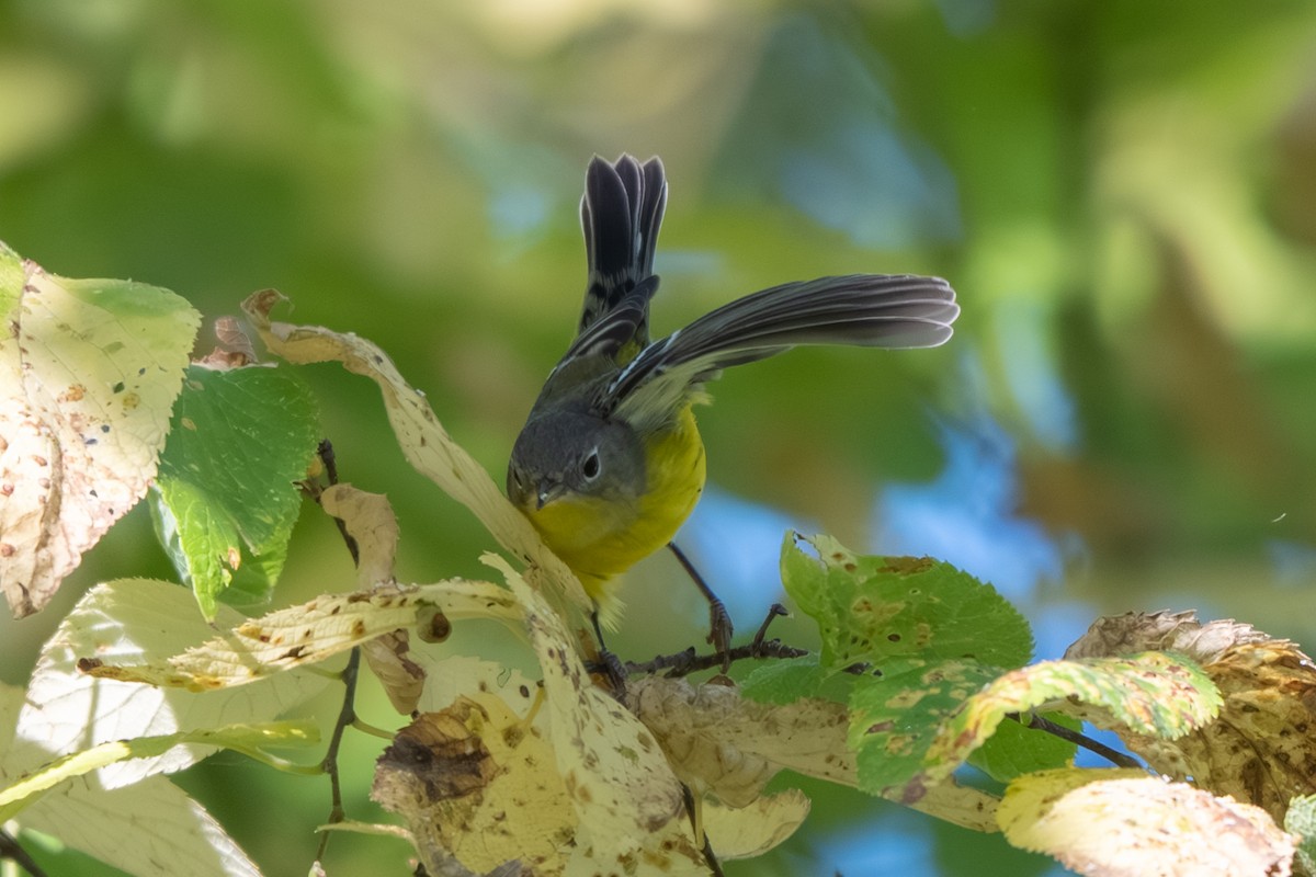 Magnolia Warbler - ML643017882