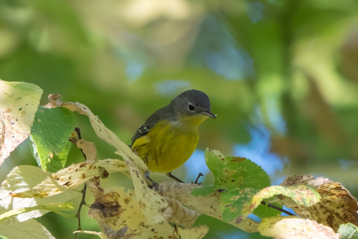 Magnolia Warbler - ML643017884