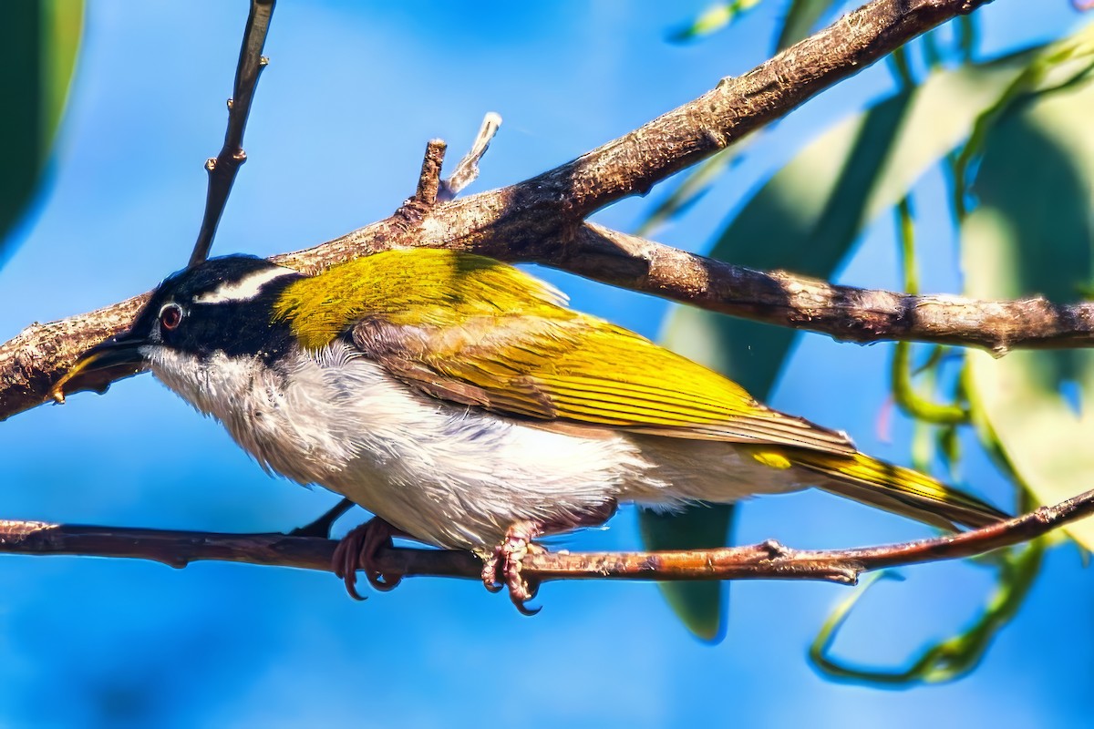 White-throated Honeyeater - ML643017885