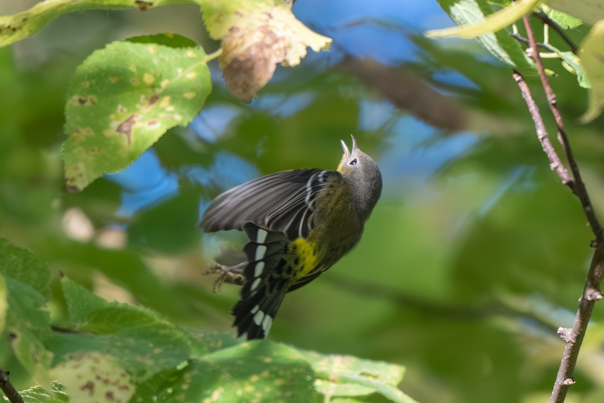 Magnolia Warbler - ML643017886