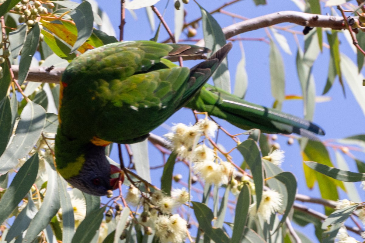 Rainbow Lorikeet - ML643017887