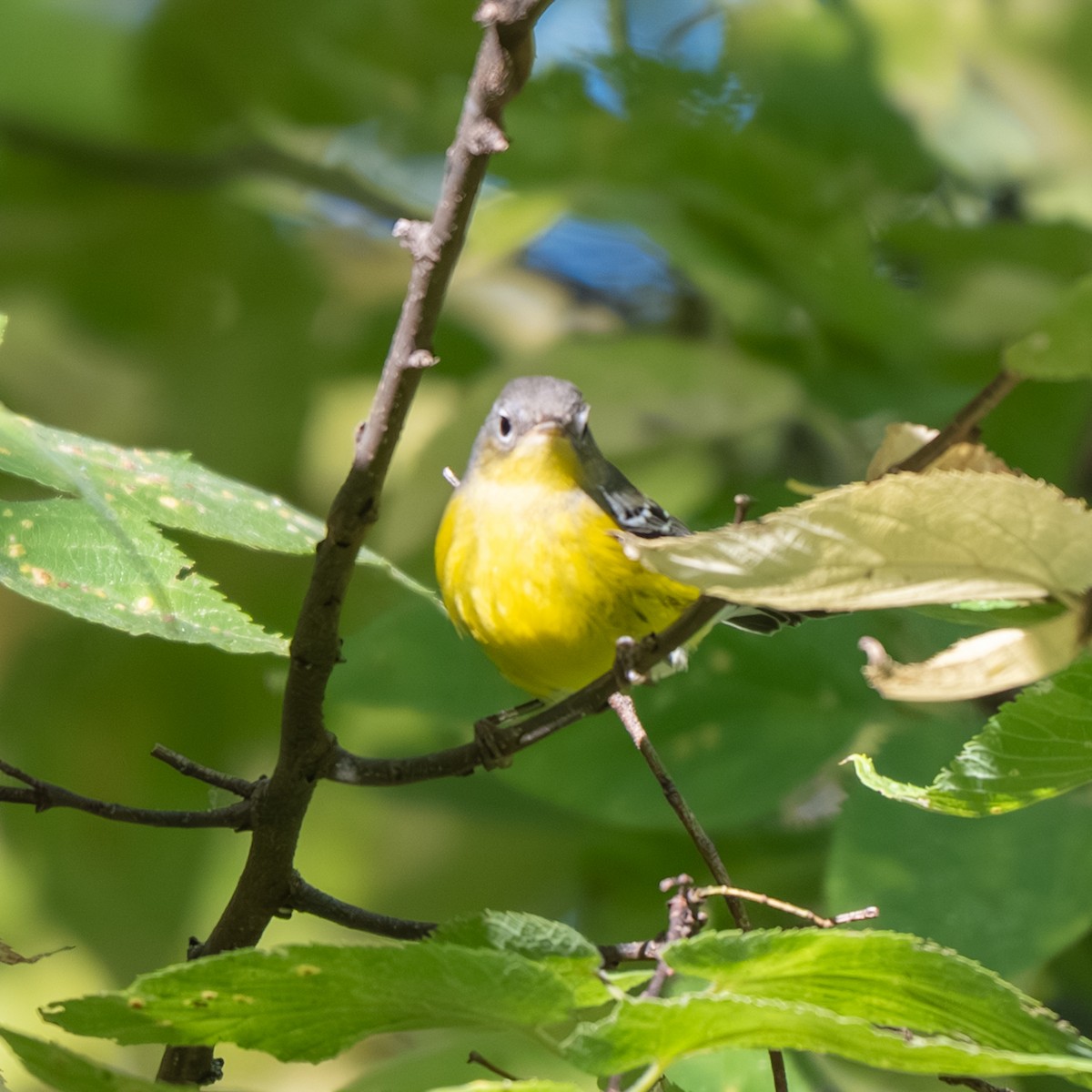 Magnolia Warbler - ML643017888