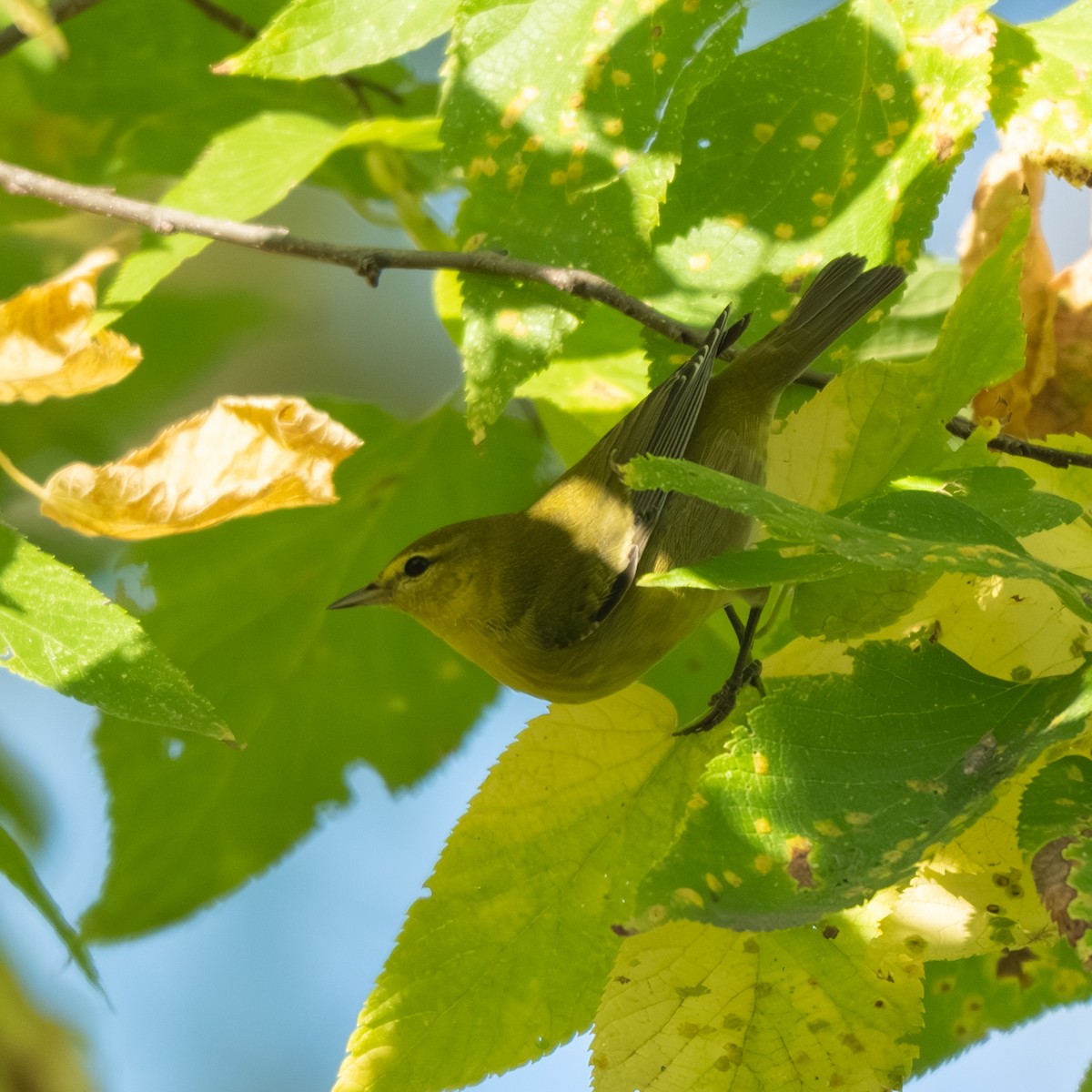 Tennessee Warbler - ML643017893