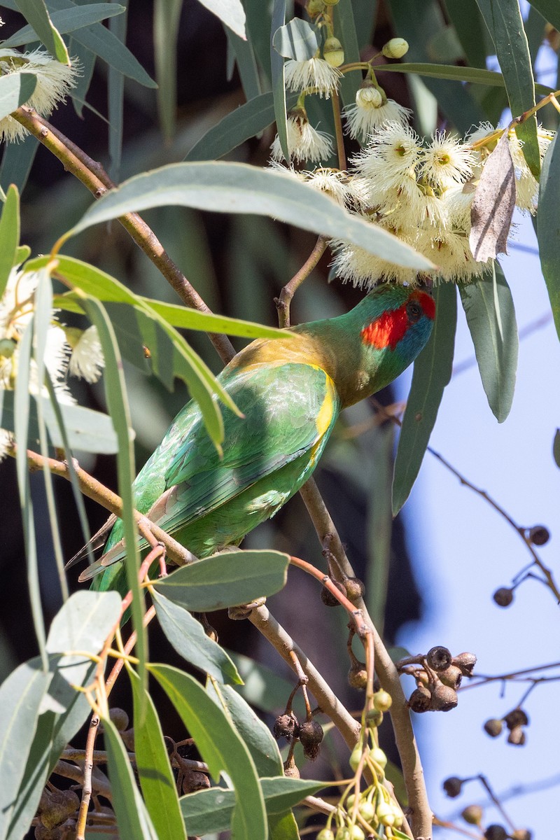 Musk Lorikeet - ML643017894
