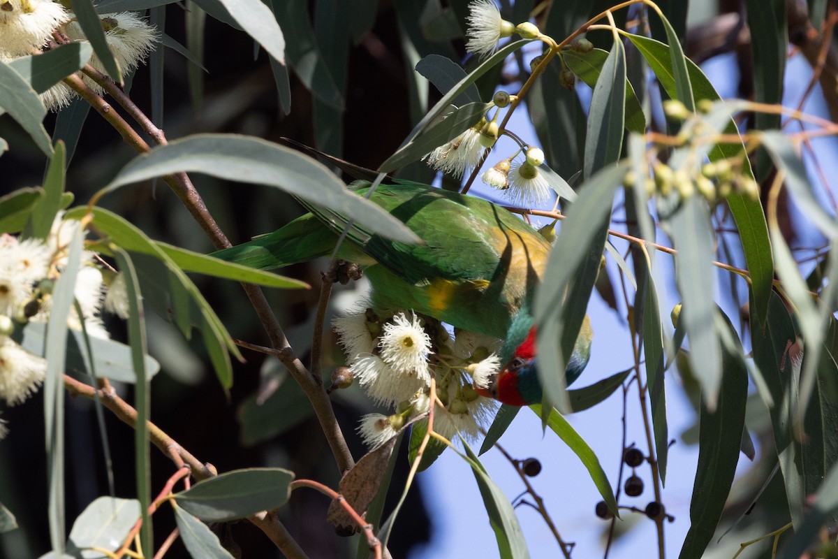 Musk Lorikeet - ML643017895