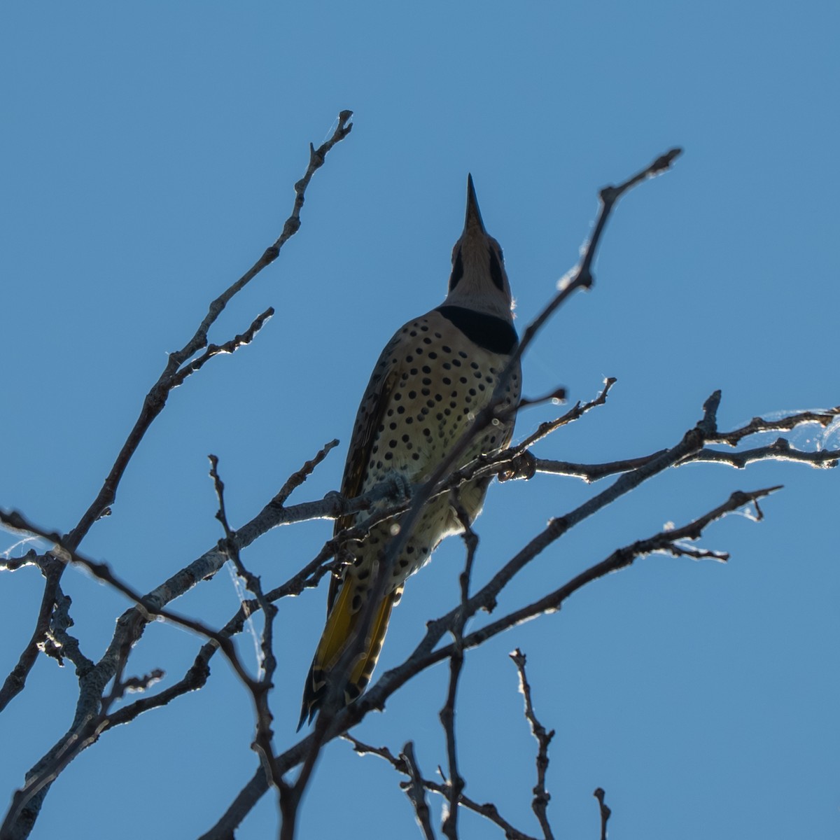 Northern Flicker - ML643017902