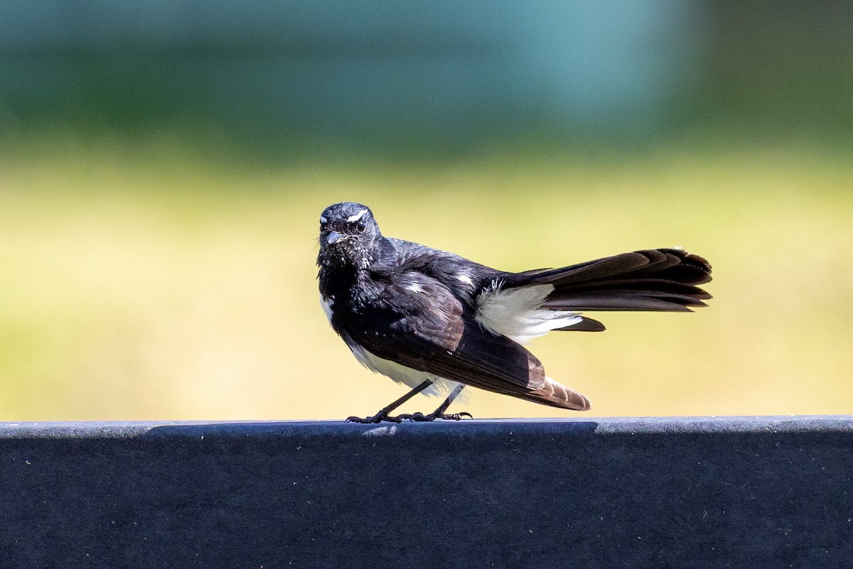 Willie-wagtail - ML643017903