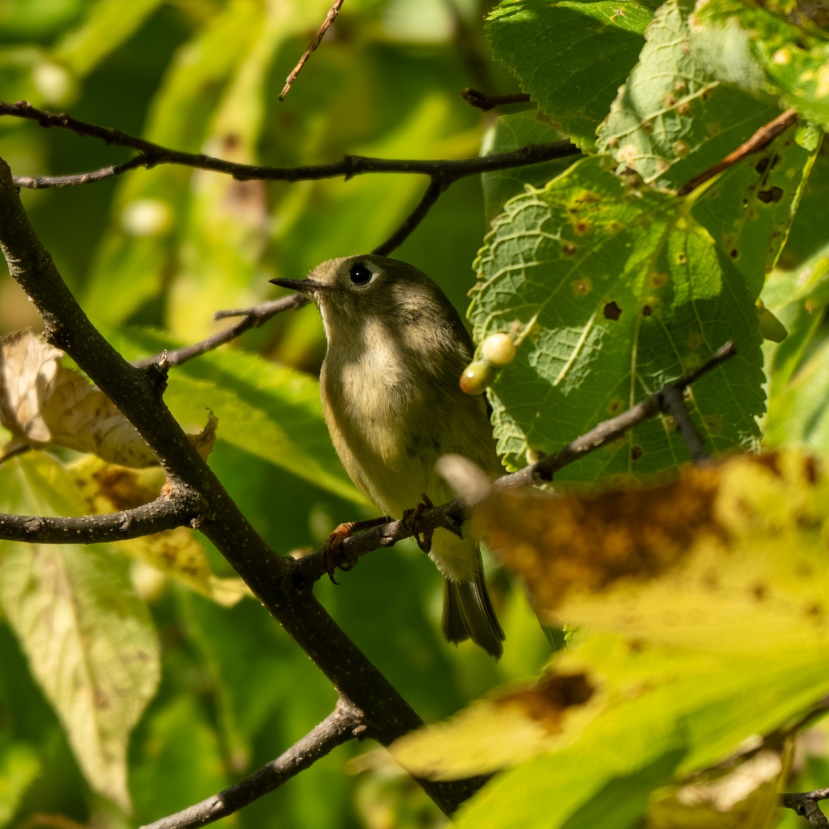 Ruby-crowned Kinglet - ML643017915