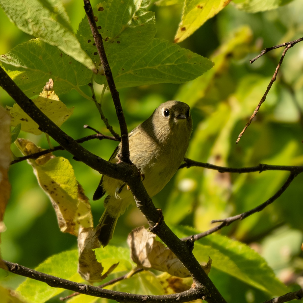 Ruby-crowned Kinglet - ML643017916