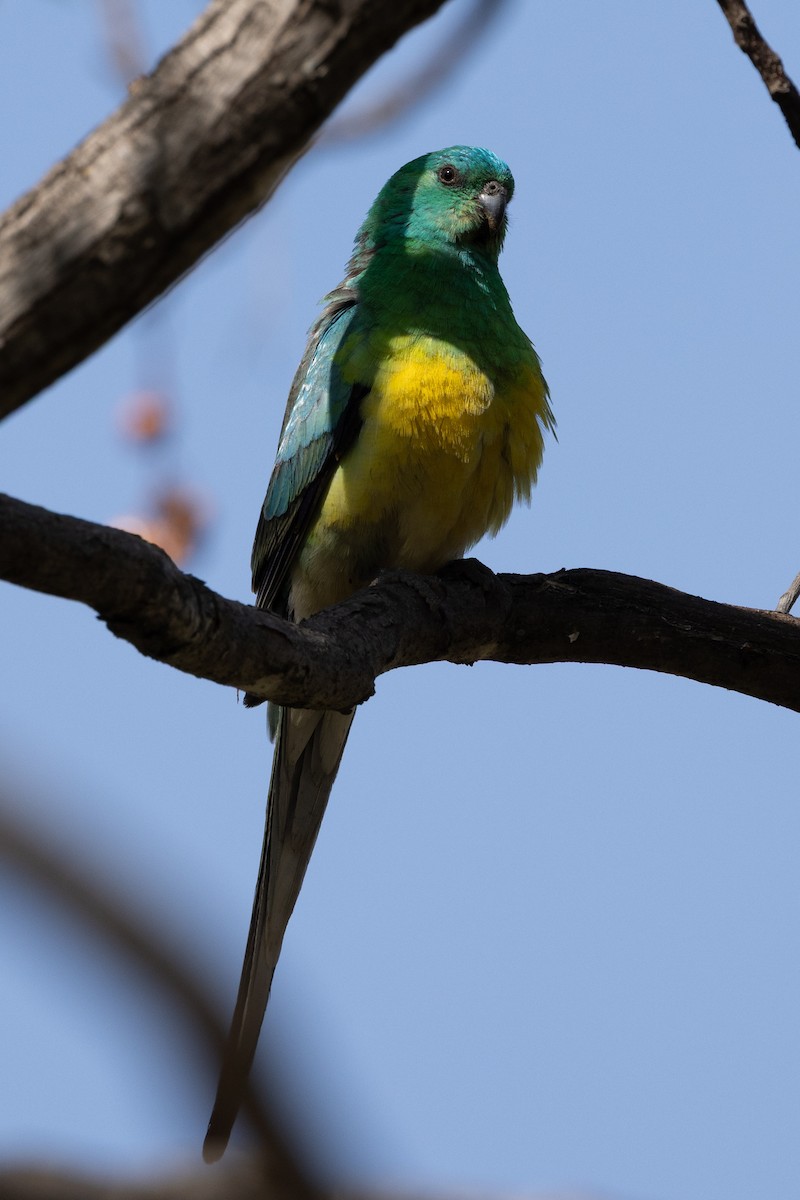 Red-rumped Parrot - ML643017919
