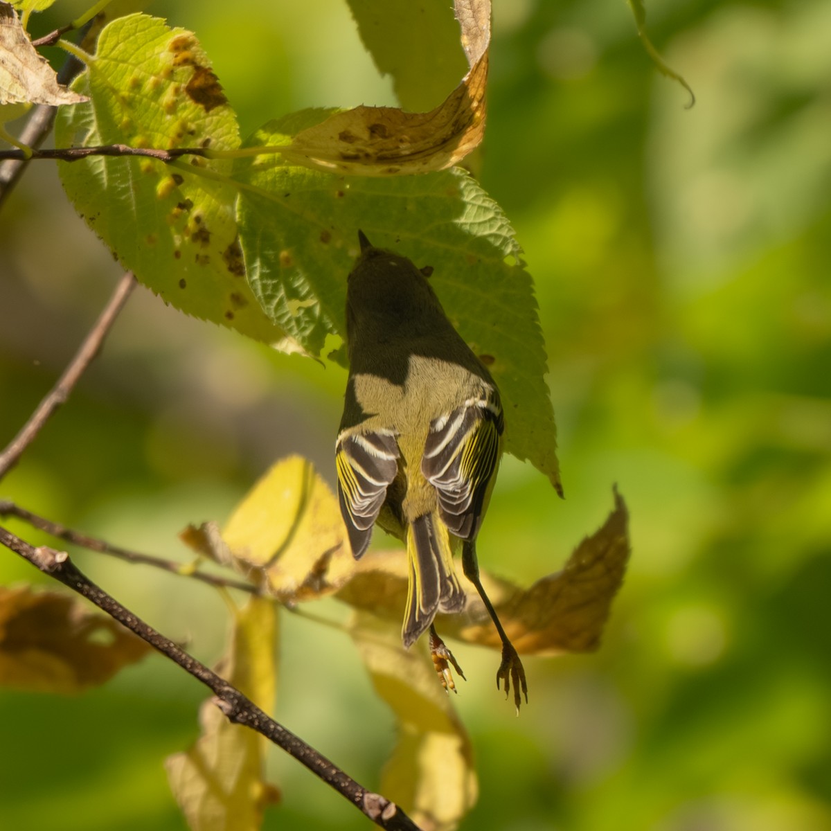 Ruby-crowned Kinglet - ML643017920
