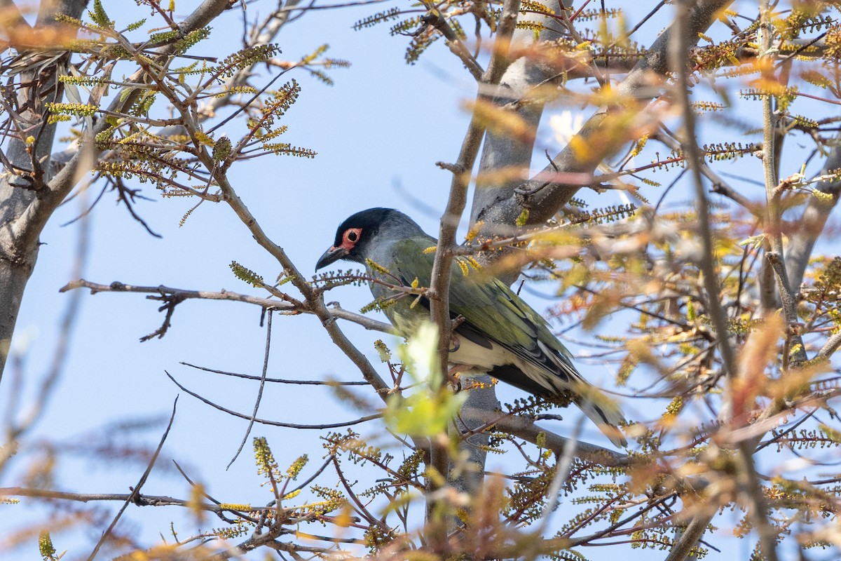 Australasian Figbird - ML643017929