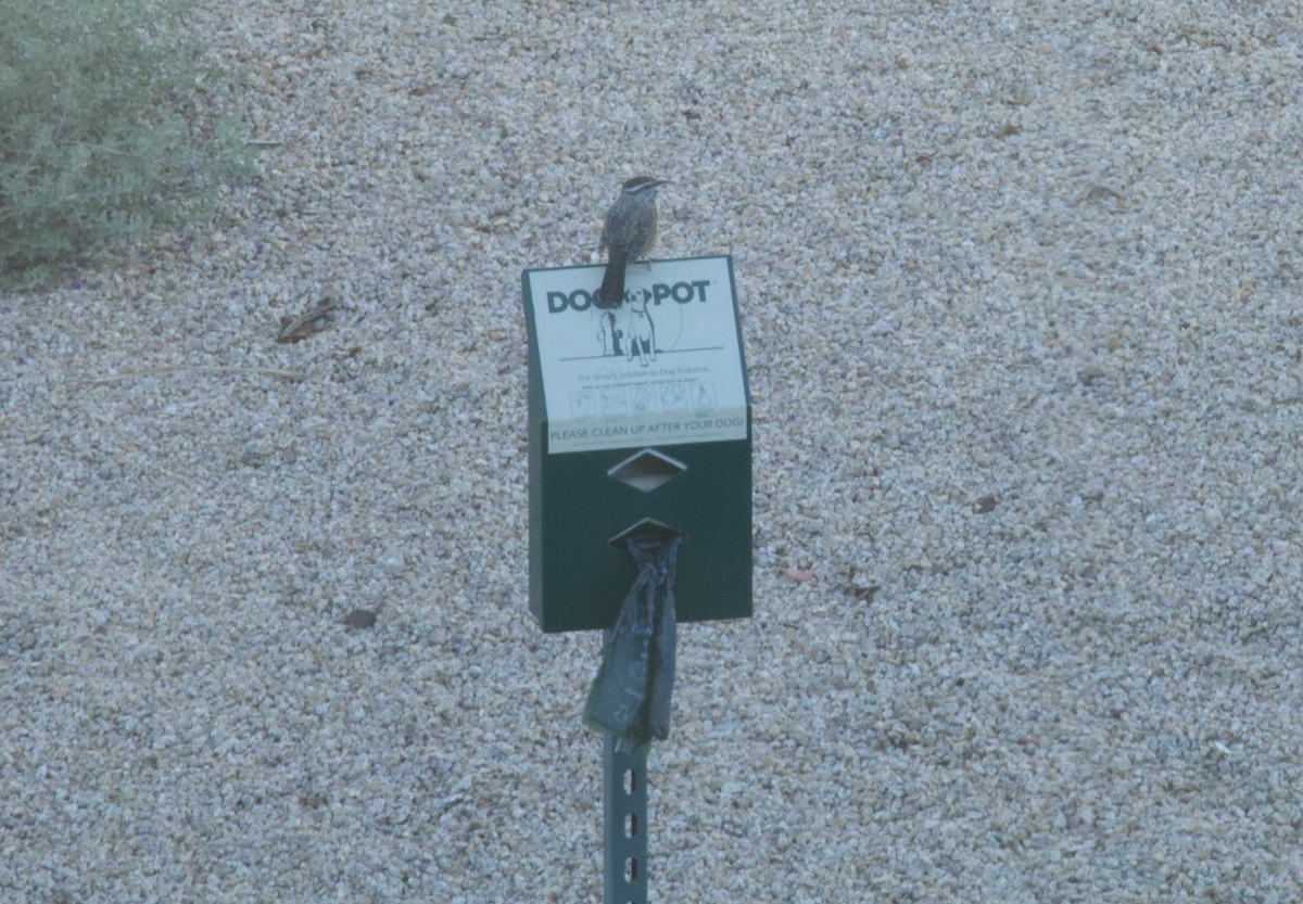 Cactus Wren - ML643017931