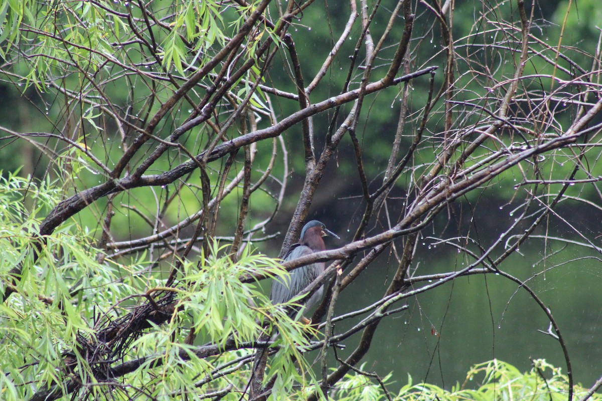 Green Heron - ML643017932