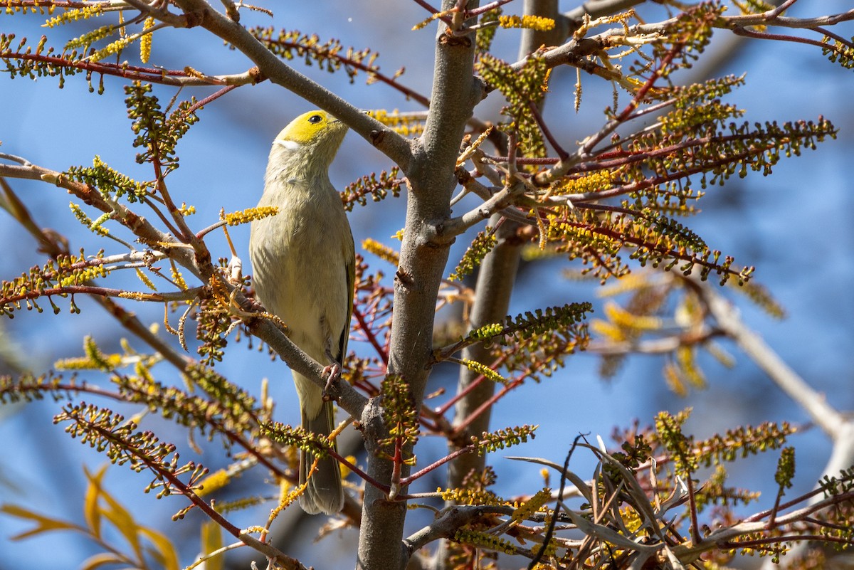 White-plumed Honeyeater - ML643017938