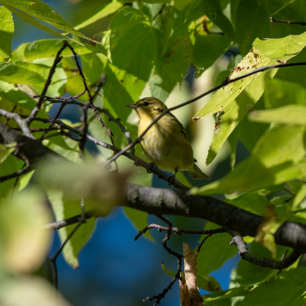 Tennessee Warbler - ML643017945