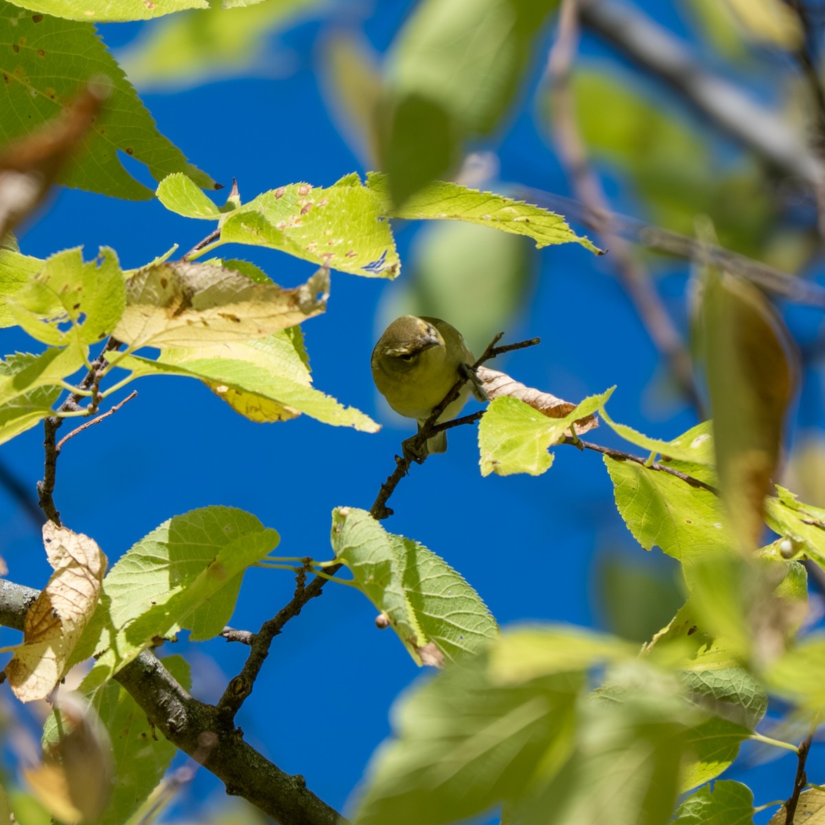 Tennessee Warbler - ML643017947