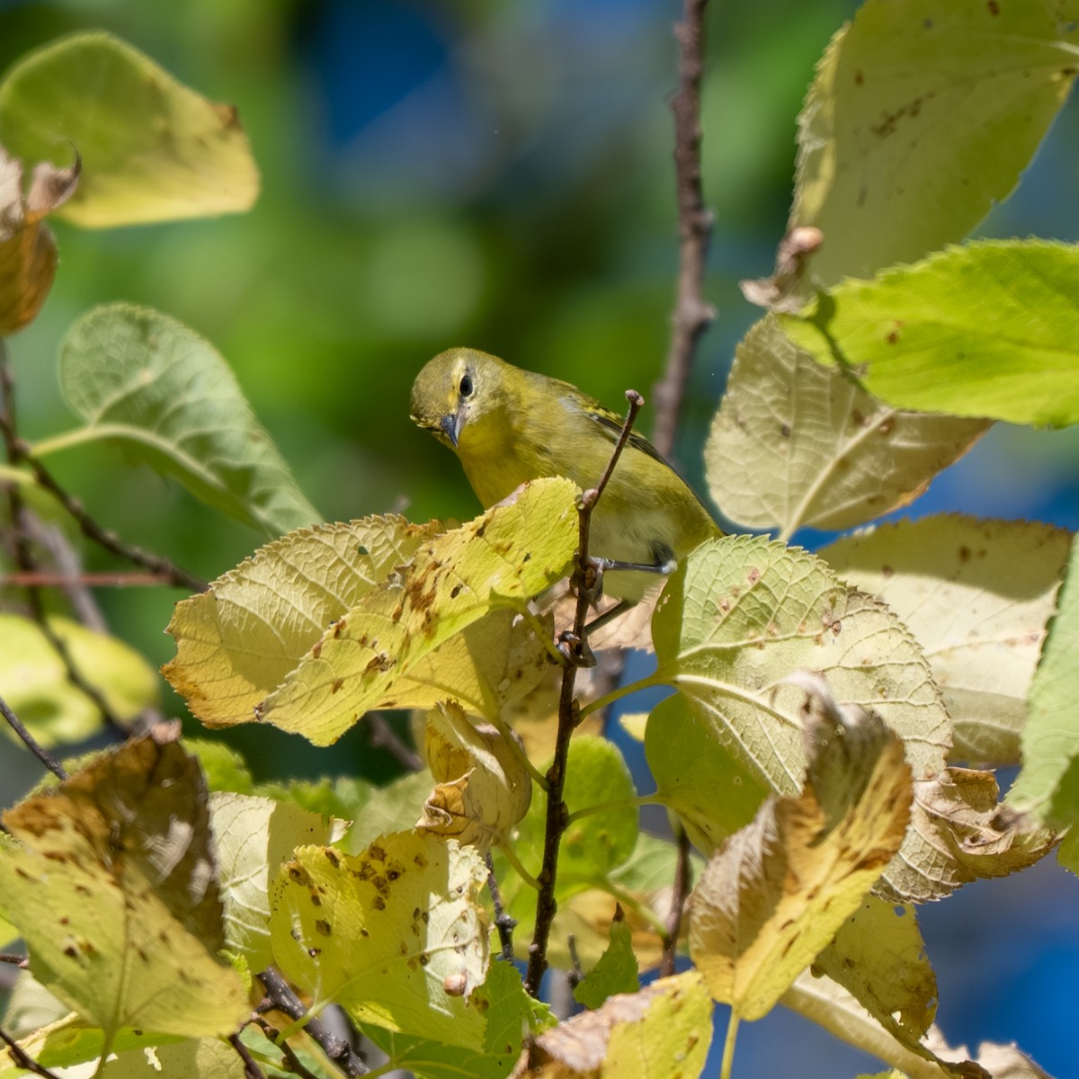 Tennessee Warbler - ML643017949