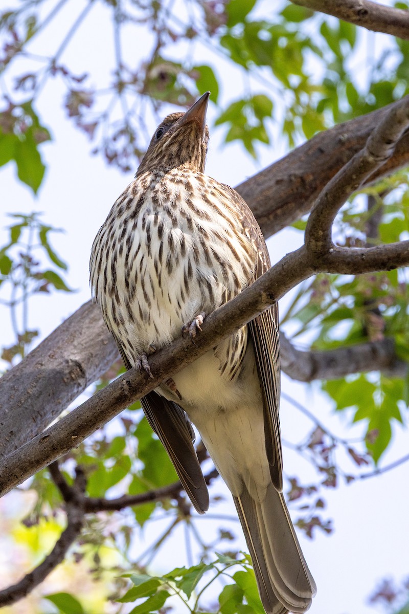 Australasian Figbird - ML643017951