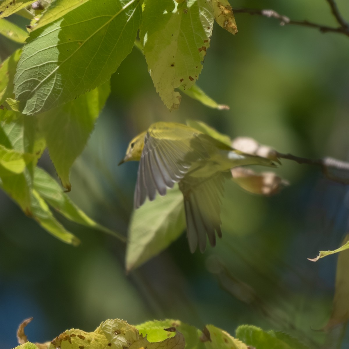 Tennessee Warbler - ML643017959