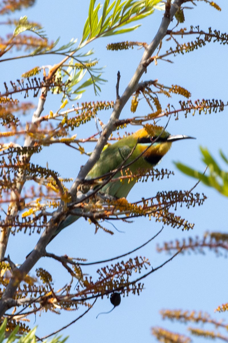 Rainbow Bee-eater - ML643017960