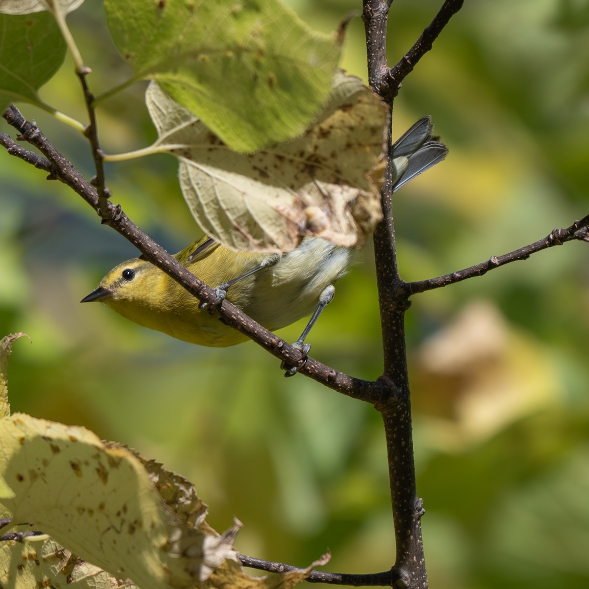 Tennessee Warbler - ML643017961