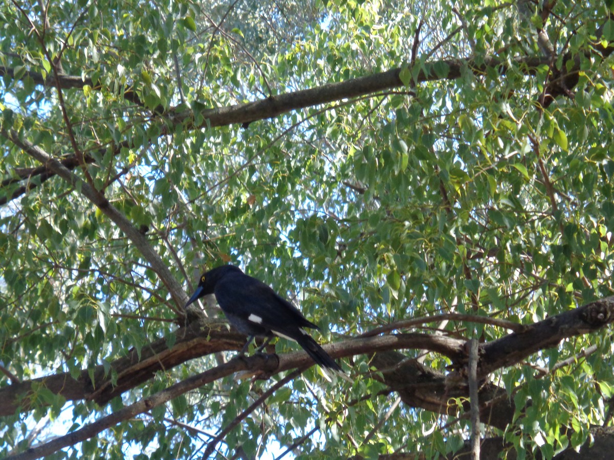 Pied Currawong - ML643017962