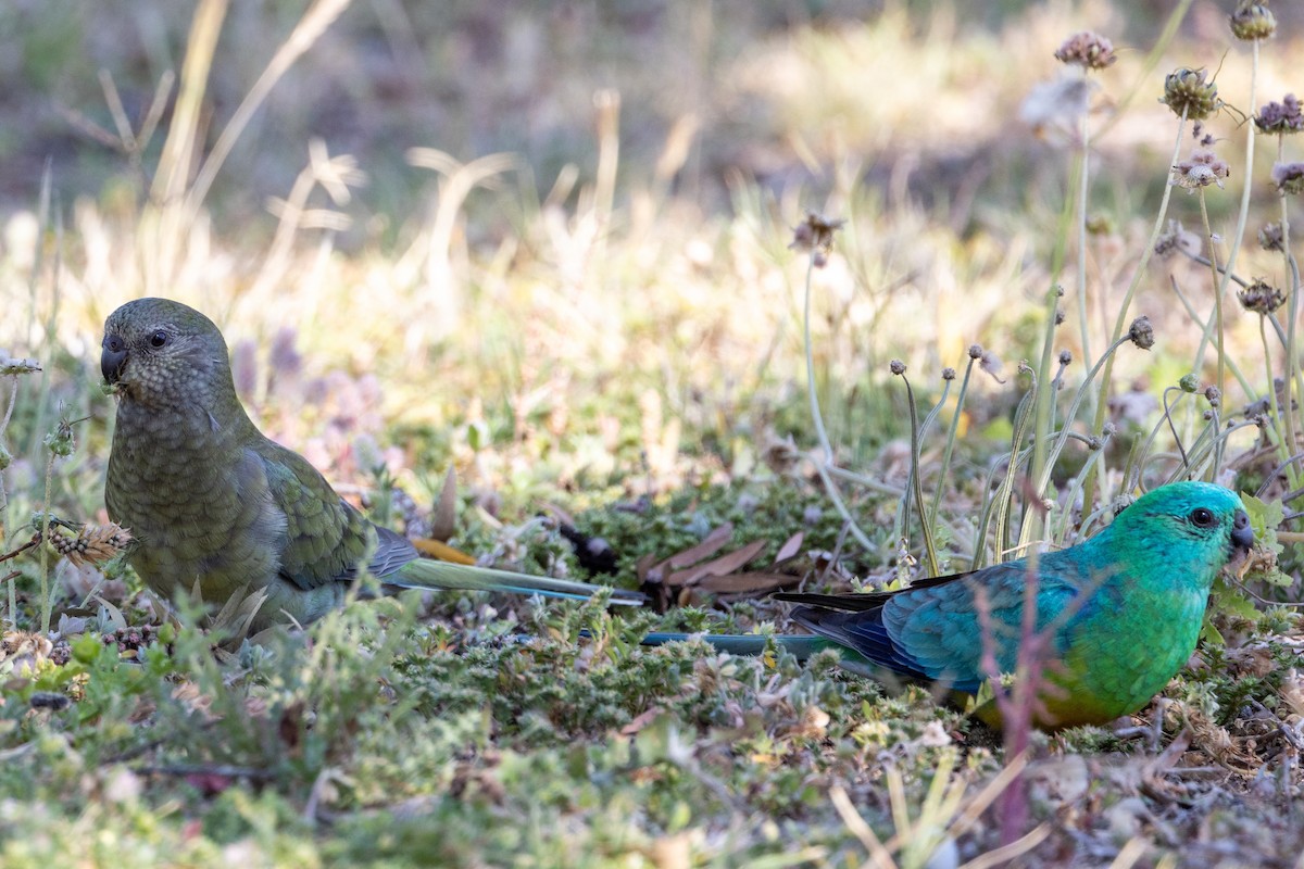 Red-rumped Parrot - ML643017963