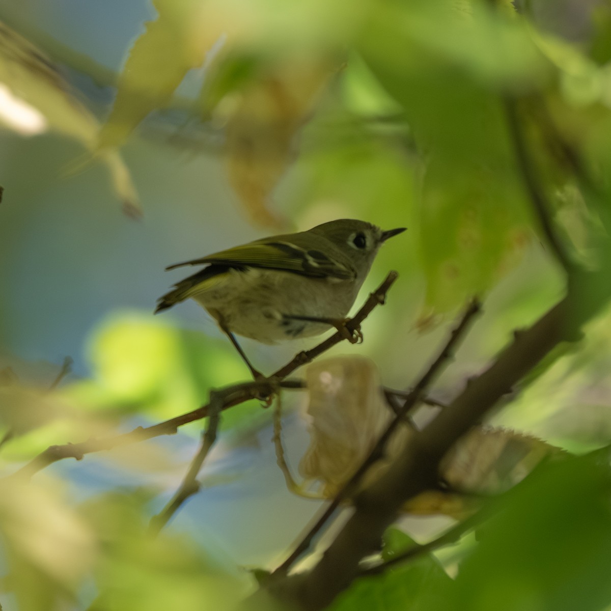 Ruby-crowned Kinglet - ML643017968