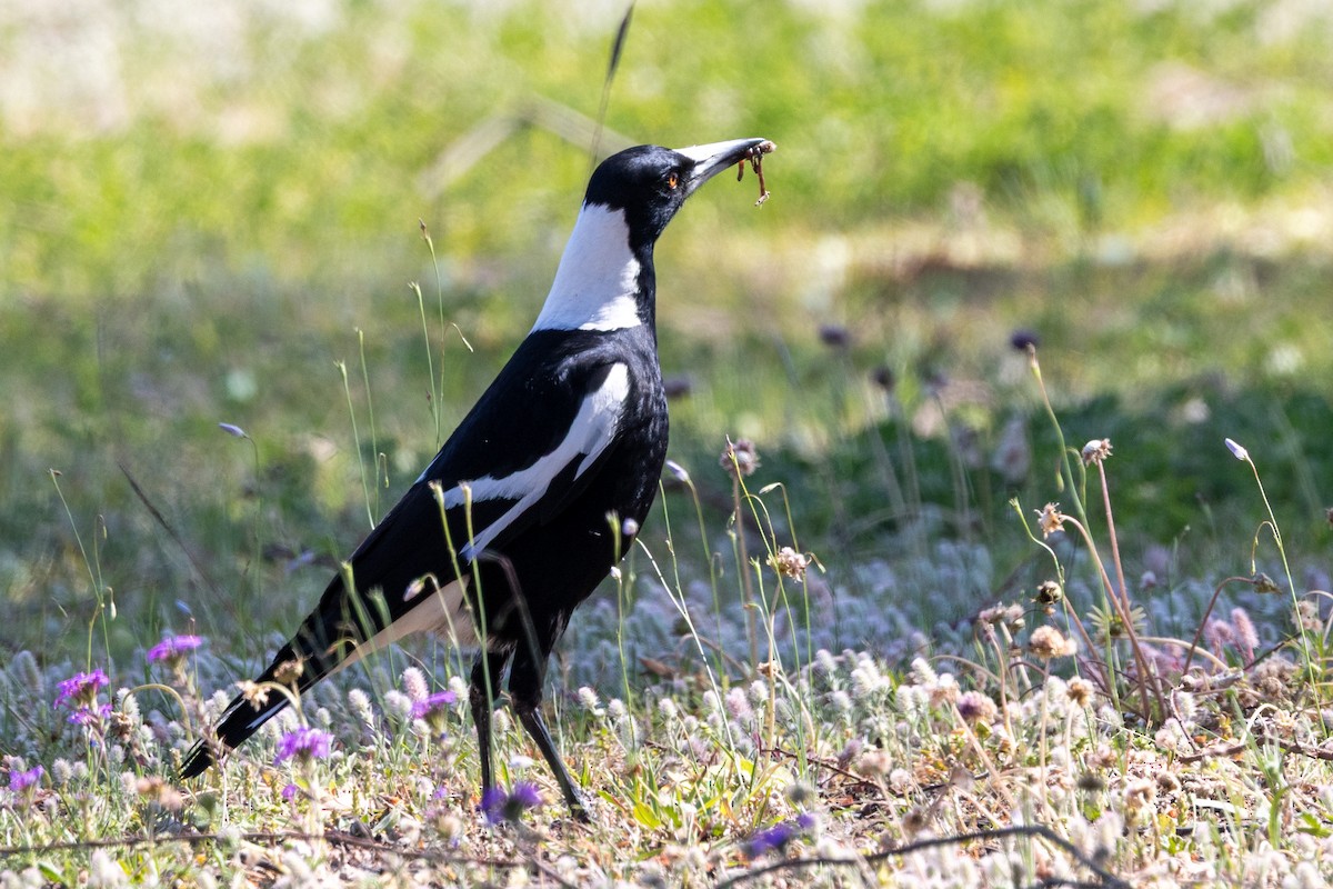 Australian Magpie - ML643017970