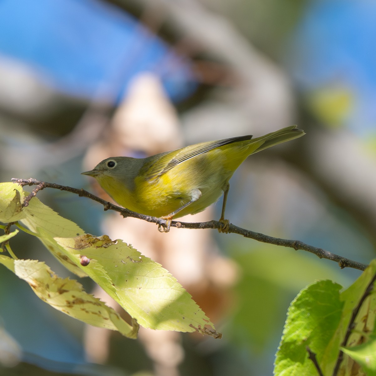 Nashville Warbler - ML643017976