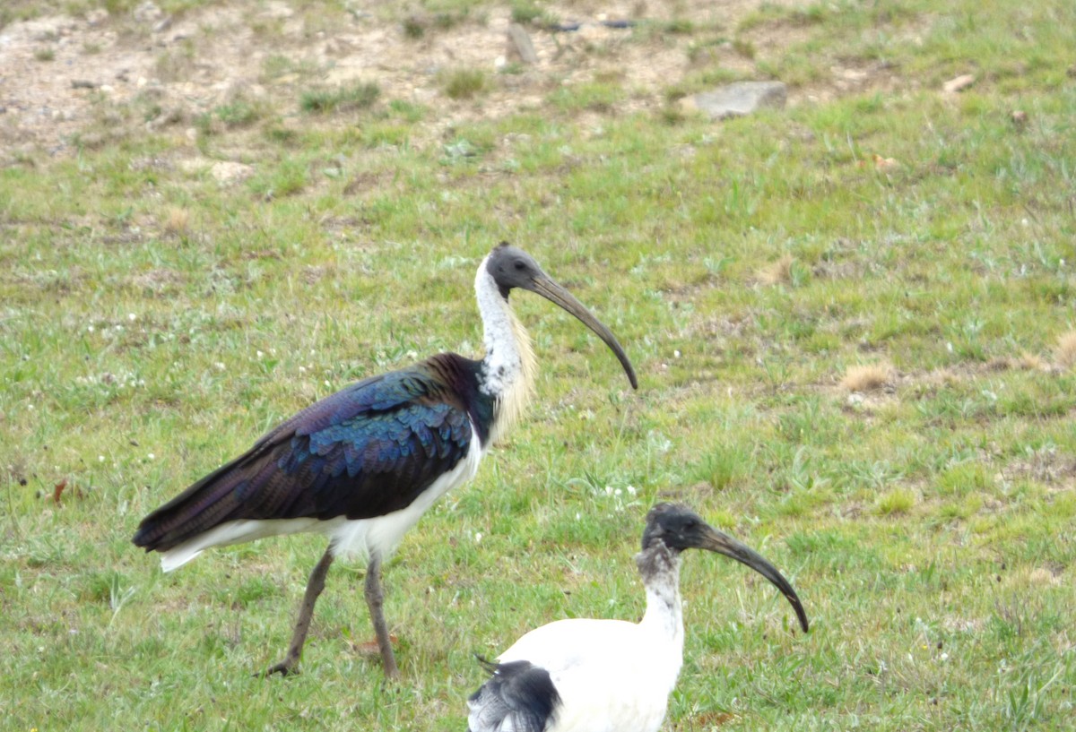 Straw-necked Ibis - ML643017980