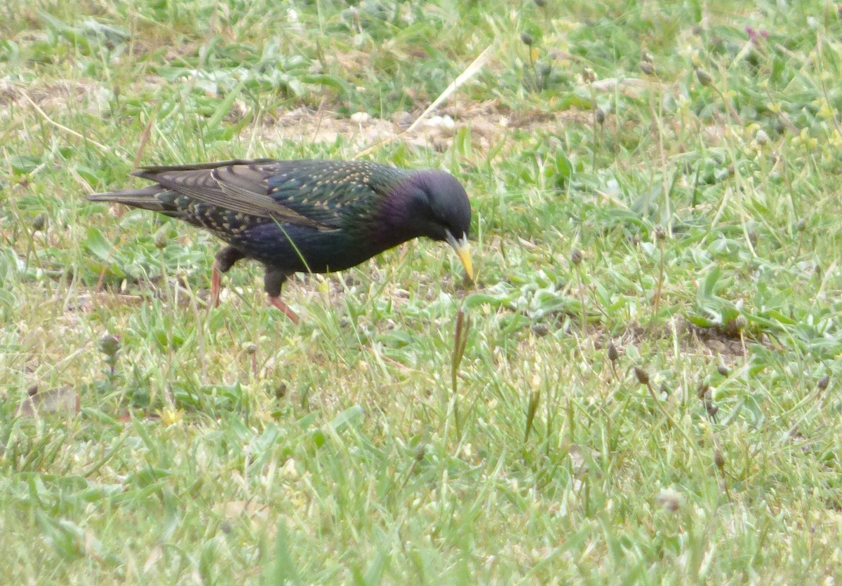 eBird Checklist - 6 Oct 2025 - 11 Mondalmi Place, Bonner, Australian ...