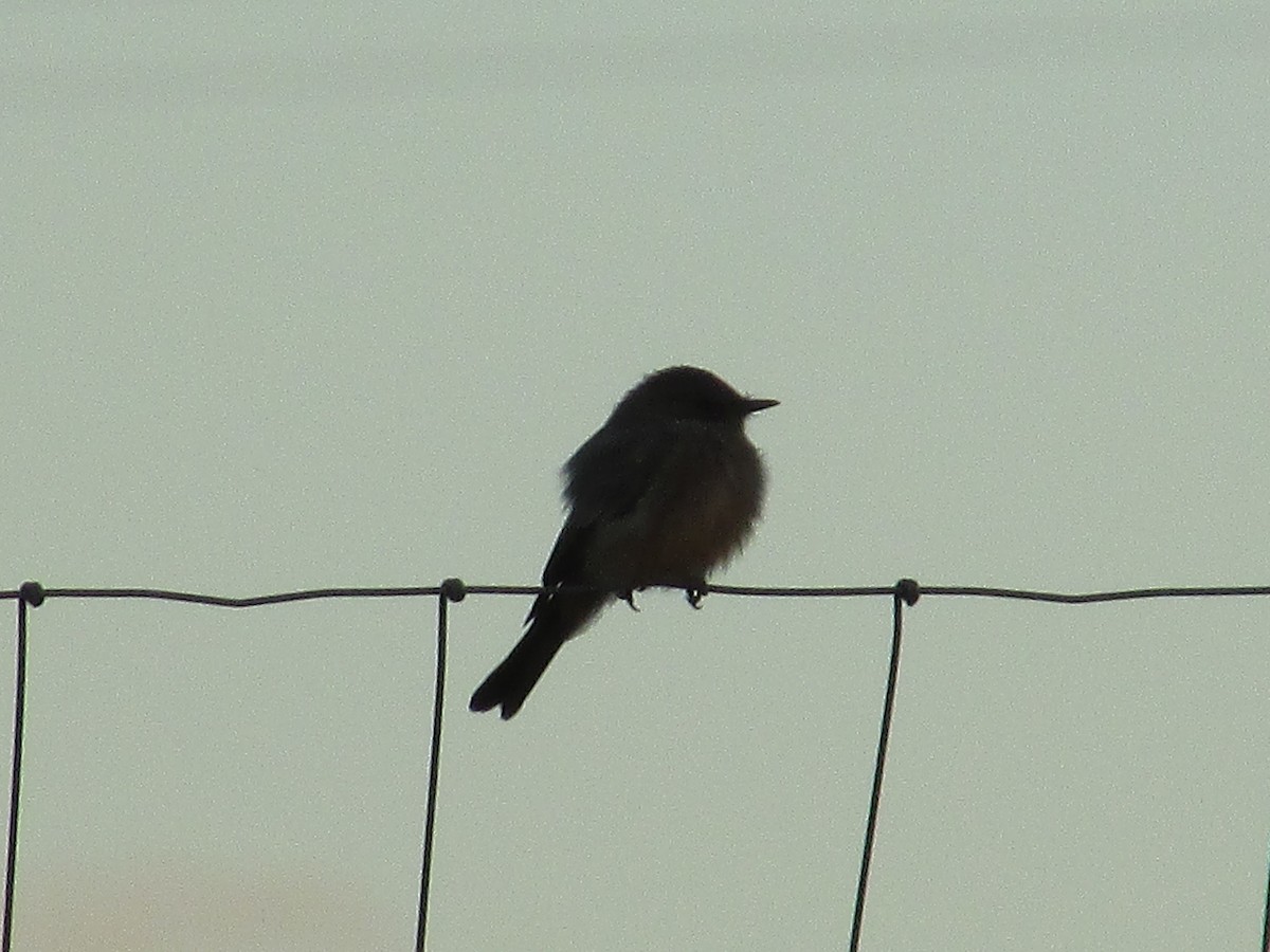 Say's Phoebe - ML643018008