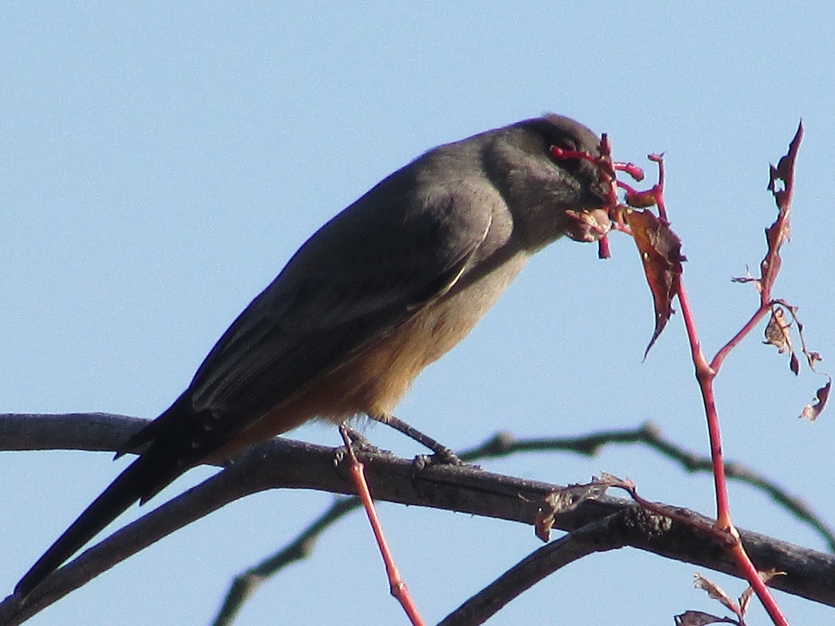 Say's Phoebe - ML643018009
