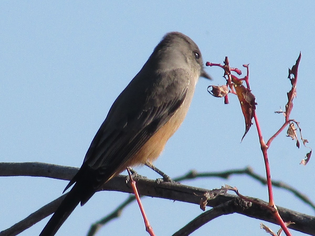 Say's Phoebe - ML643018010