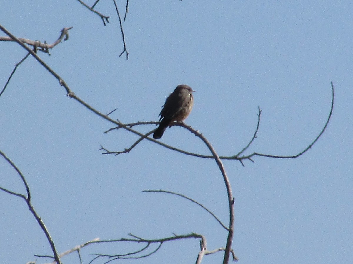 Say's Phoebe - ML643018011