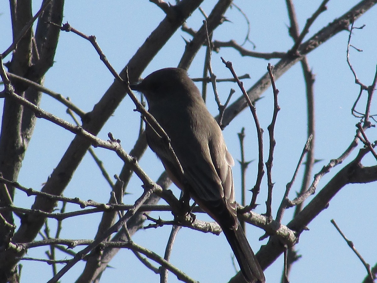 Say's Phoebe - ML643018012